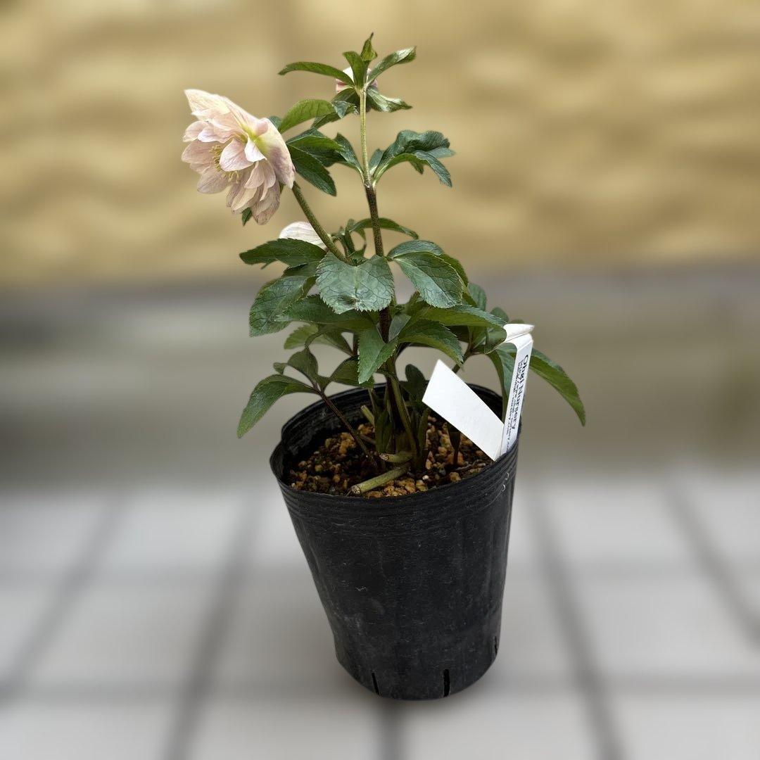 蜃気楼交配 dd 大木ナーサリー クリスマスローズ タグ付き 現品 開花株
