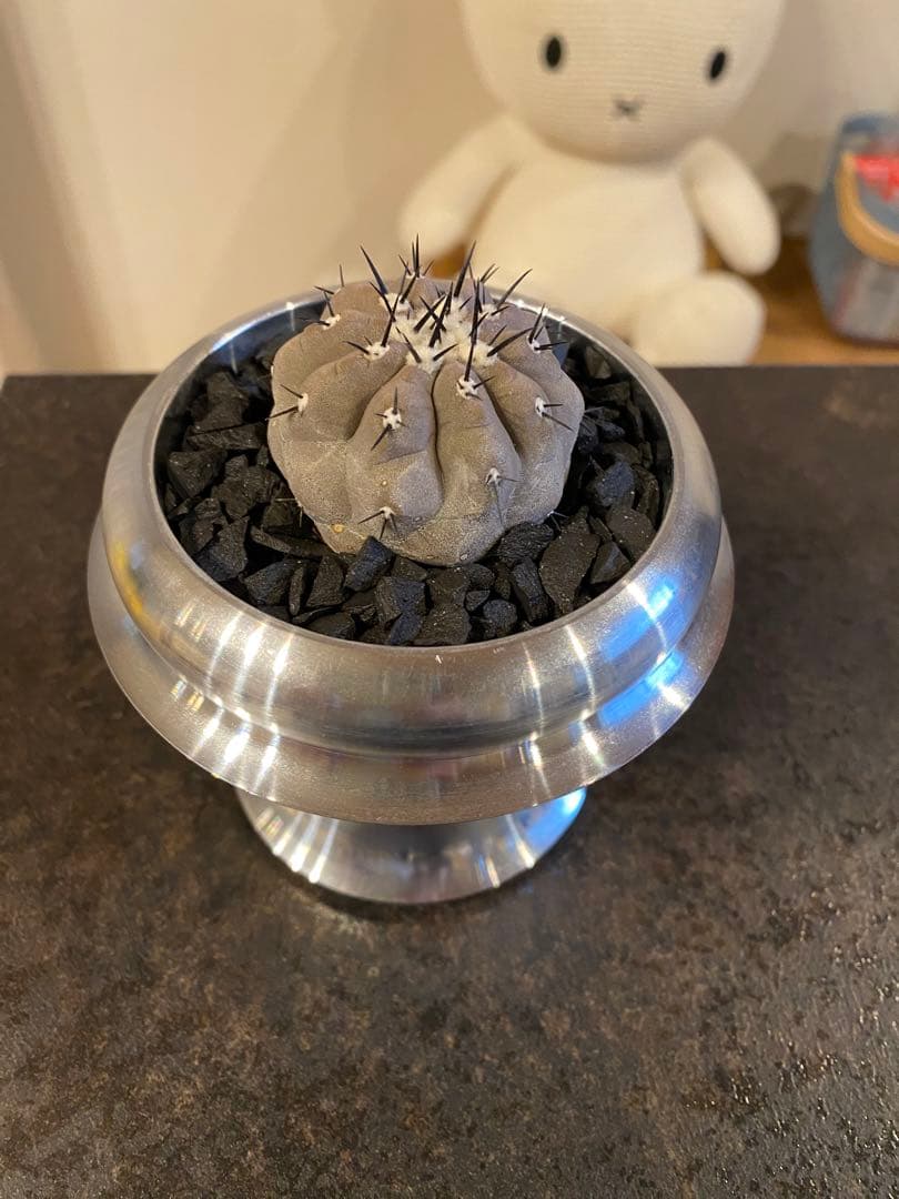 黒王丸　実生 Copiapoa cinerea【黒王丸・実生】 | RIMO'S GREEN 【Saboten