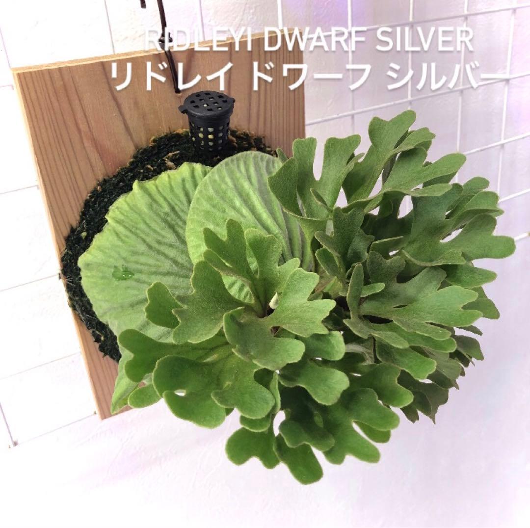 ビカクシダ リドレイ ドワーフ シルバー 板付け シルベリー ドワーフ J