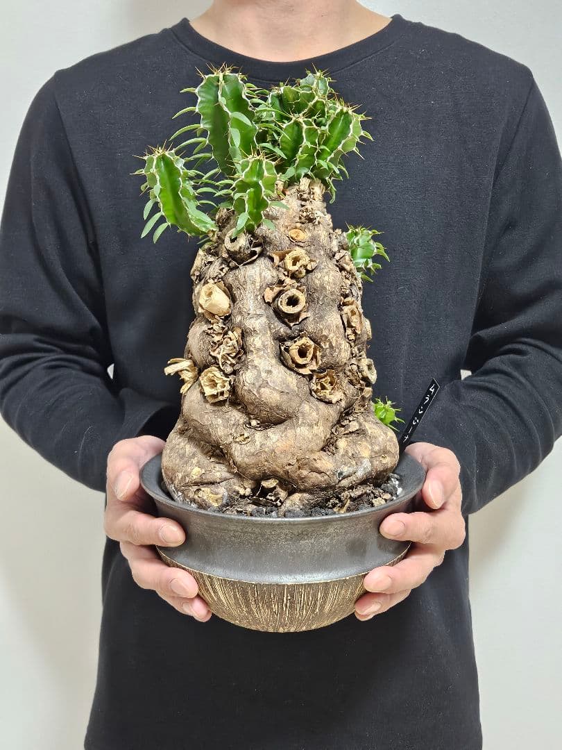 ムランジーナ　特大良形株 ムランジーナ 特大良形株 ムランジーナ 特大良形株 ムランジーナ | STORES