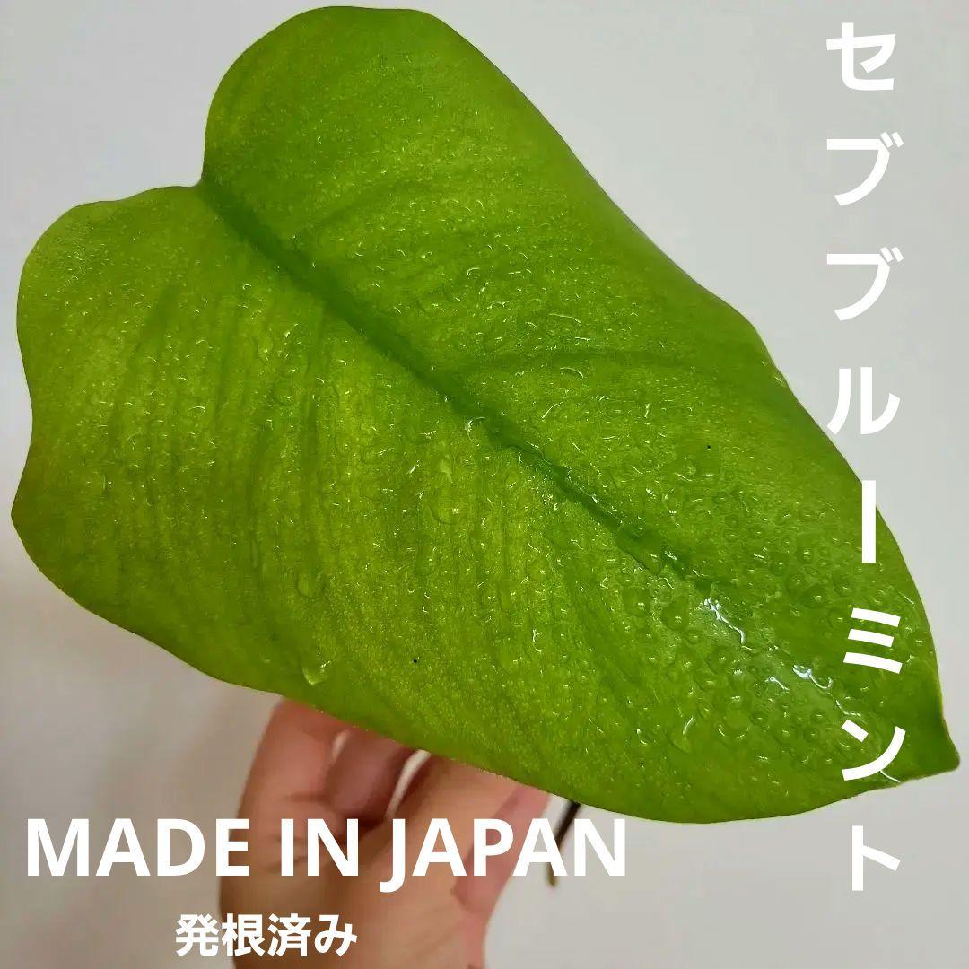 斑入りモンステラ☆希少高級品最高セブブルーミントトップカット発根