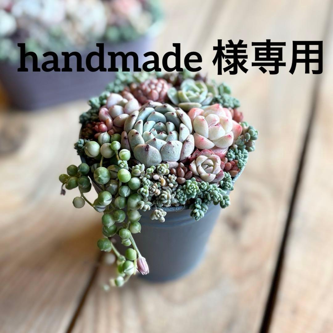 多肉植物♡そのまま飾れる♡専用 オーダー承ります 多肉植物寄せ植えそのまま飾れる ブーケ寄せ 多肉