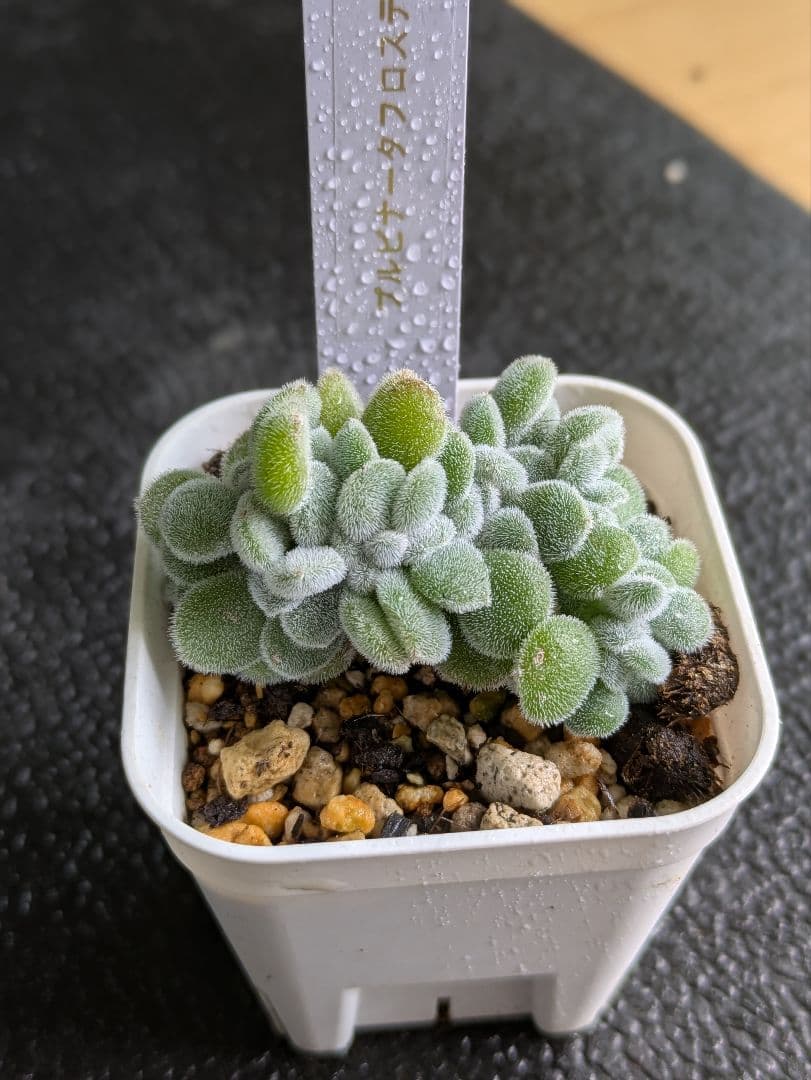 プルビナータフロスティ綴化 エケベリア 多肉植物 - メルカリ