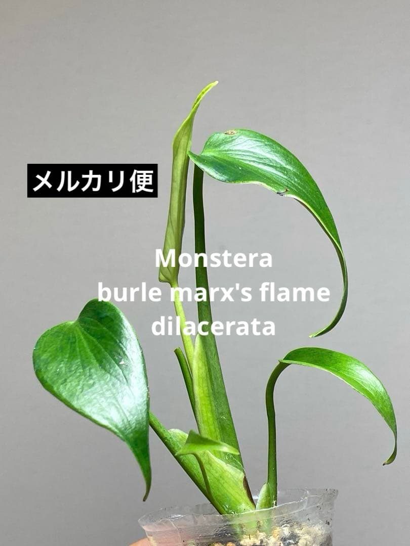 棚整理セール‼️】モンステラ バールマルクス 希少 レア 人気