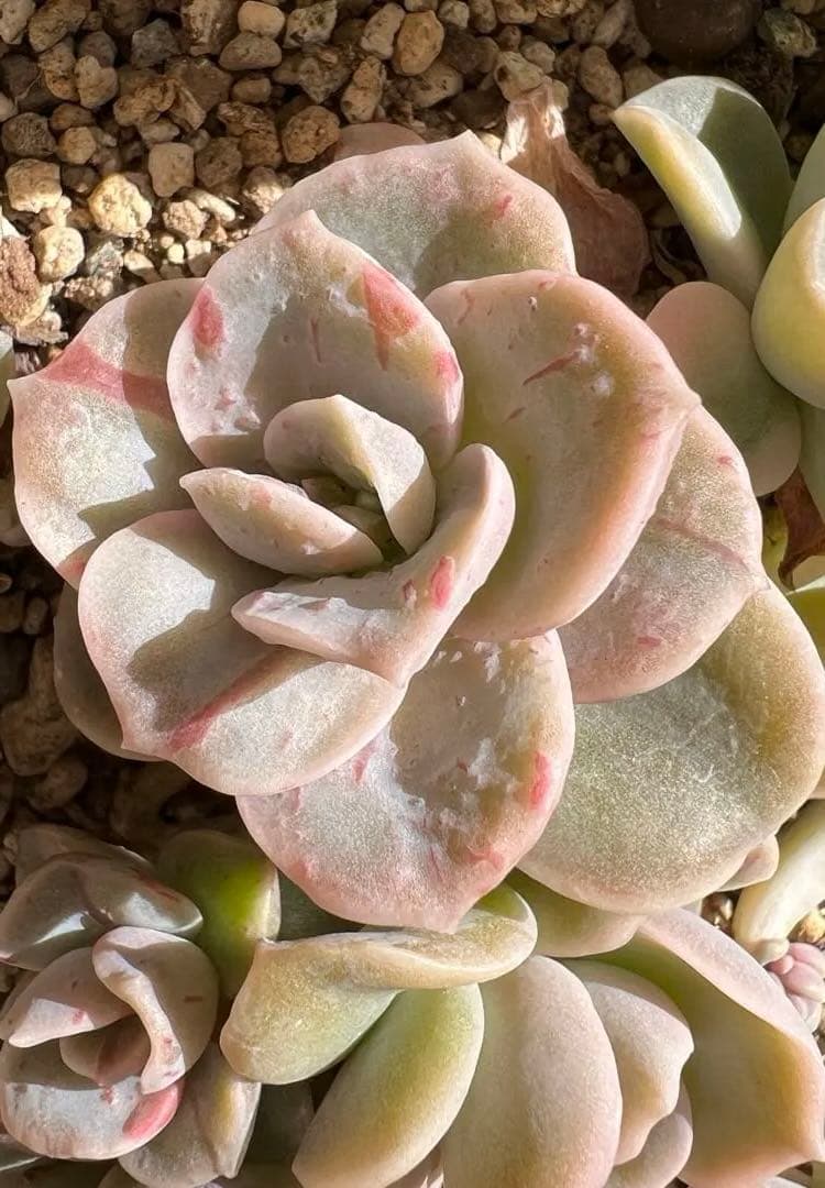 多肉植物 ラブリーローズ錦 4頭赤斑 抜き苗 - メルカリ