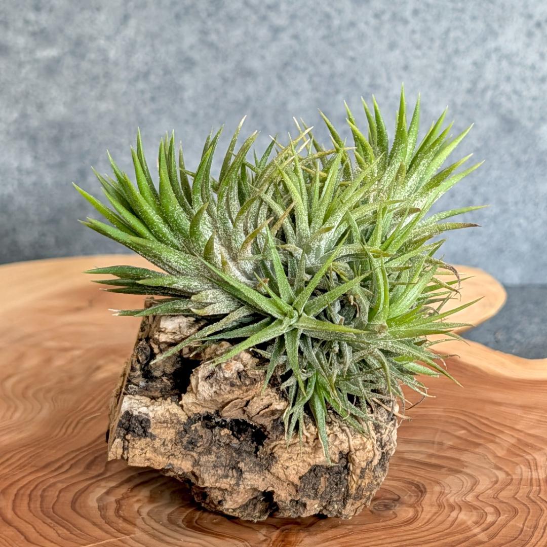 送料無料 ] イオナンタ (ionantha) クランプ コルク - メルカリ
