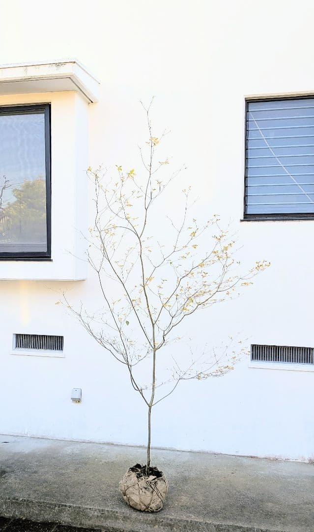 新春特価！。特大の山採りドウダンツツジ。 楽天市場】大型 山採り【ドウダンツツジ】株立ち 自然風樹形 樹高H