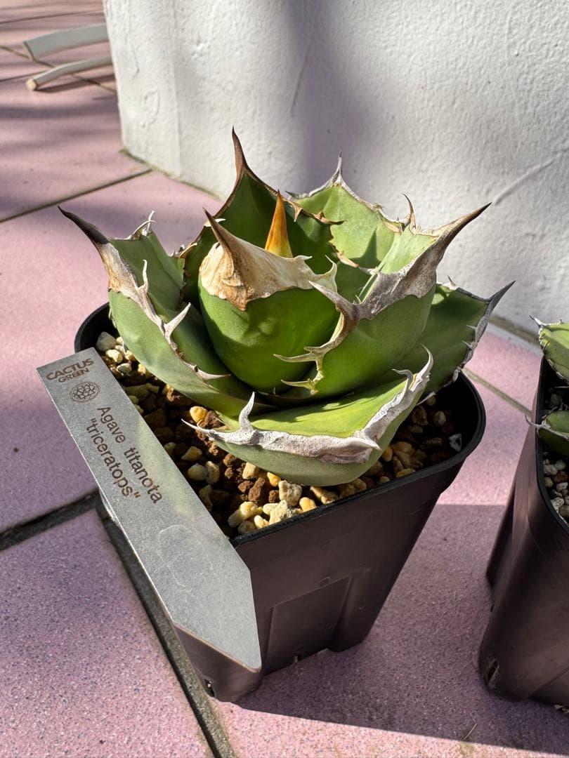アガベ トリケラトプス 白犀牛 CACTUS GREEN - メルカリ
