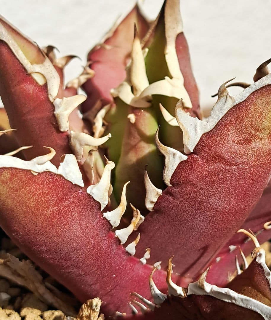 多肉植物 アガベ・チタノタ \"Red Catweazle\" アガベ チタノタ レッド キャットウィーズル（赤猫）033 – linkplants