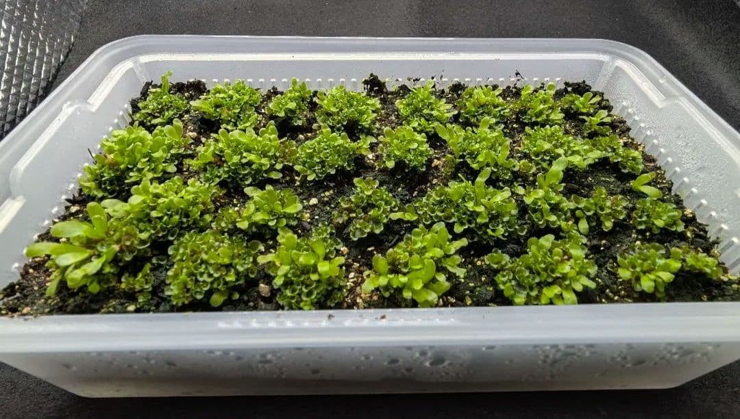 P. willinckii OMG 胞子体前葉体S３ ビカクシダ P.willinckii dwarf 'OMG' 前葉体 管理③ - メルカリ