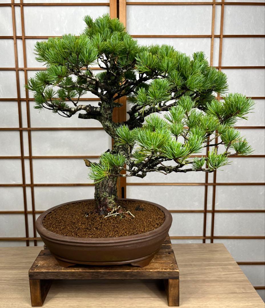 那須五葉松(なすごようまつ) 盆栽 素材