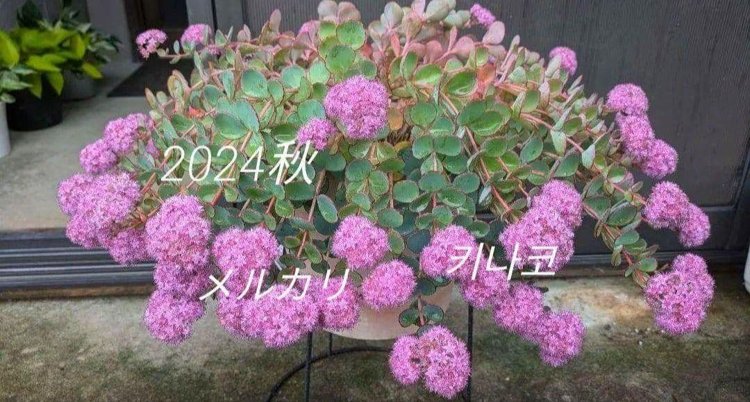 間もなく締め切り〆 越中ミセバヤ カット苗 多肉植物の通販はau PAY