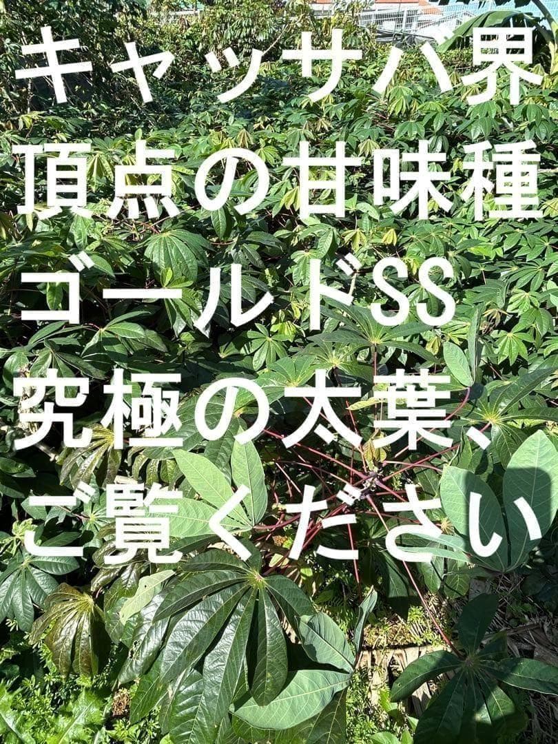 官能的な旨味と甘味◇高級種◇キャッサバ・ゴールドSS◇挿し木枝。60