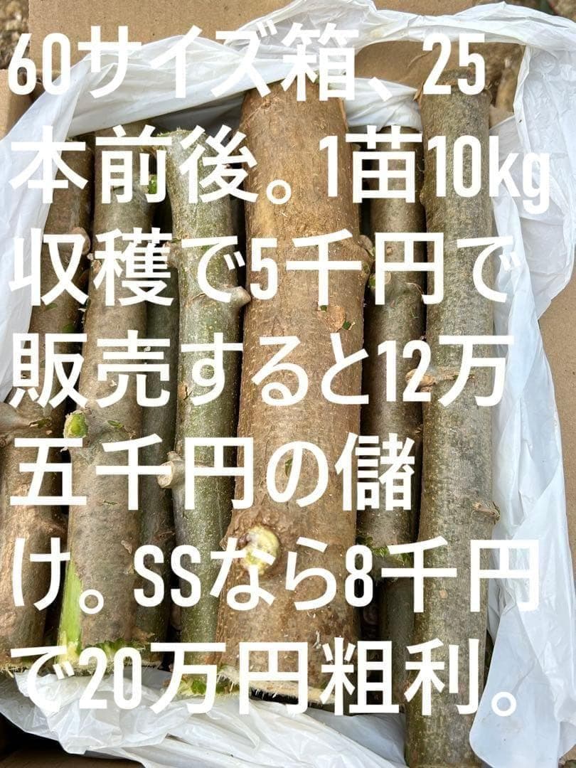 官能的な旨味と甘味◇高級種◇キャッサバ・ゴールドSS◇挿し木枝。60