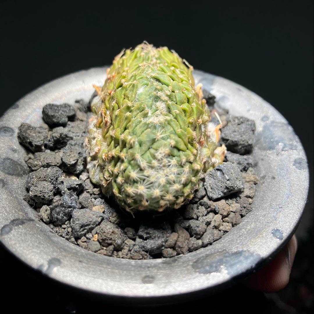 ペレキフォラ 銀牡丹 綴化 カキコ 実根 開花株 検）グラキリス 黒王丸