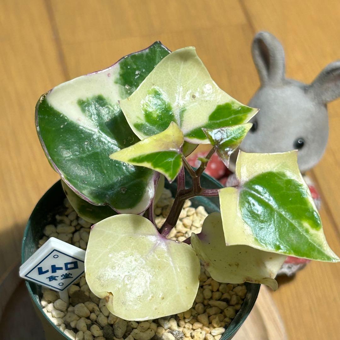 多肉植物 斑入りマーガレットアイビー 抜き苗 根付き レトロ食堂