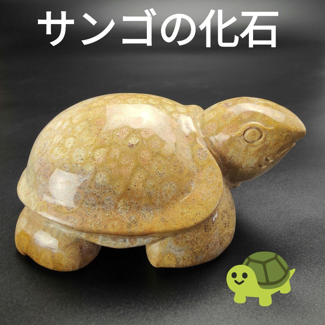 3 サンゴの化石 亀 (大) 天然石 菊目石 珊瑚 コラール 縁起物 魔除け