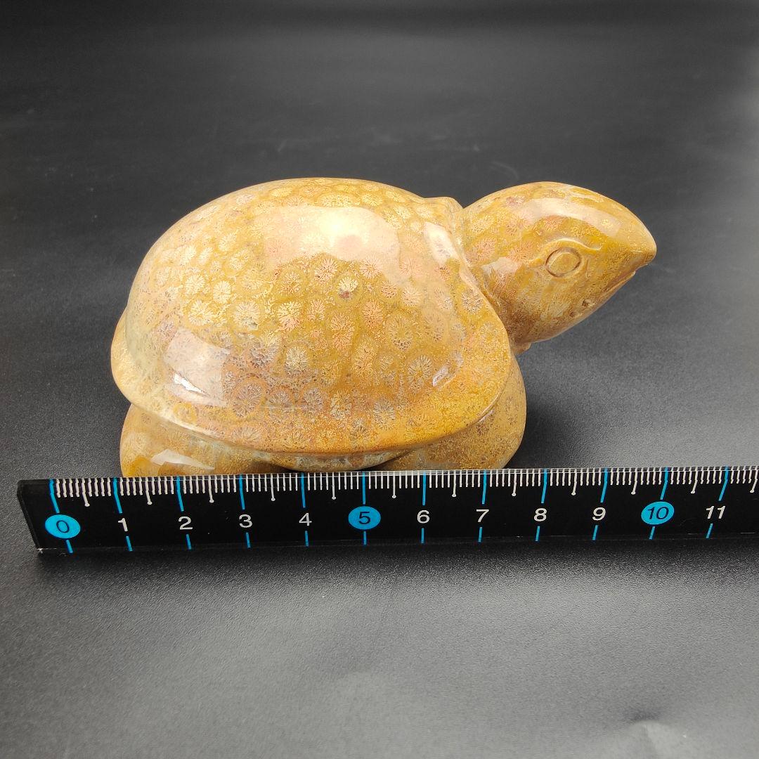 3 サンゴの化石 亀 (大) 天然石 菊目石 珊瑚 コラール 縁起物 魔除け