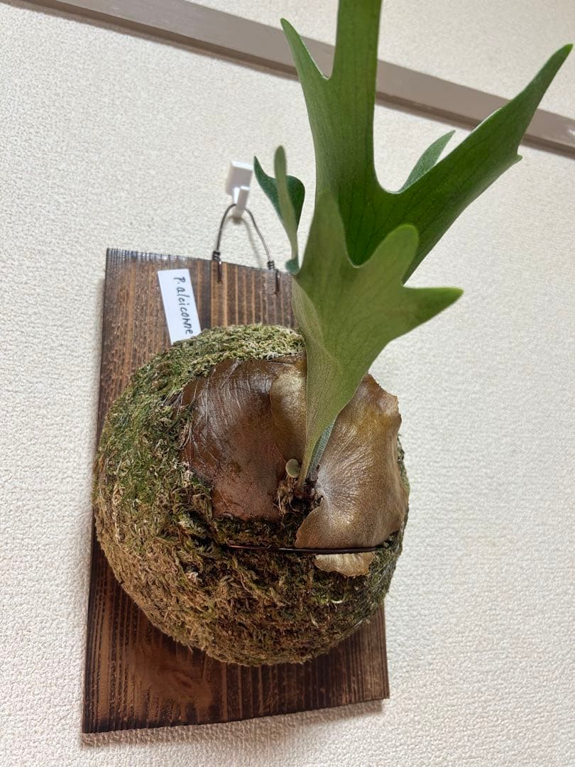 Platycerium alcicorne ビカクシダ 板付 Platycerium alcicorne var.Madagascar ビカクシダ アルシコ
