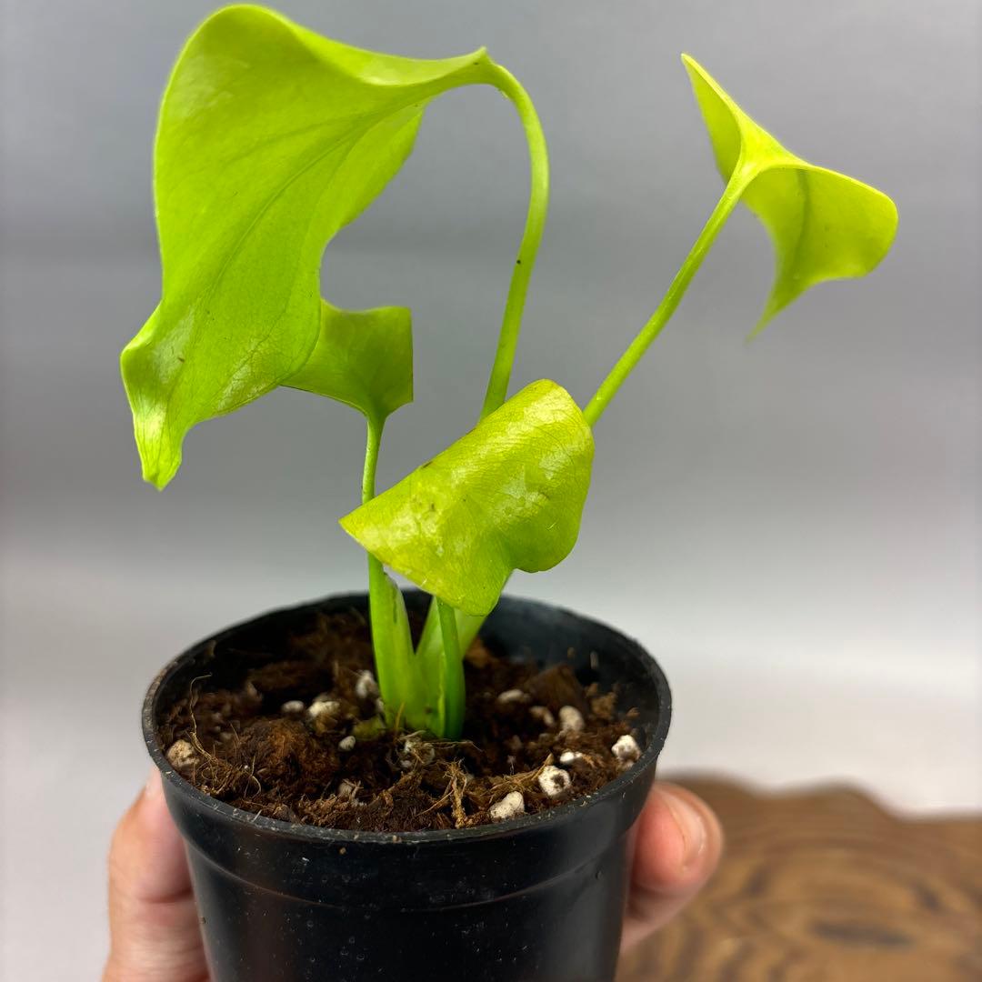 T*h様 モンステラ レモンライム Full Variegation lsw00 - メルカリ