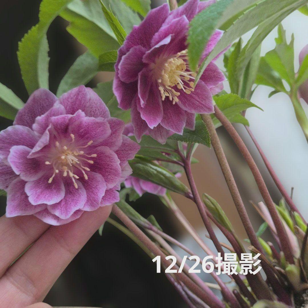 広瀬花軸5本オーレアグラデクリスマスローズ苗開花株現品 - メルカリ