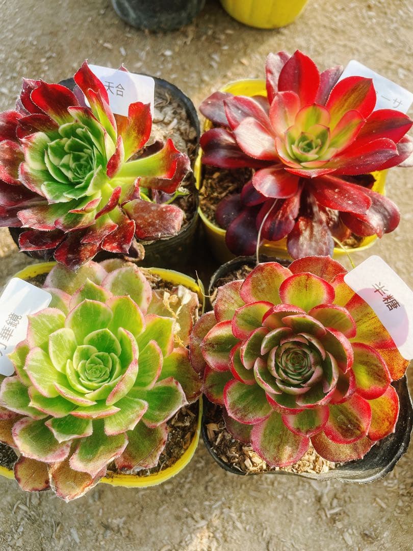 A14 多肉植物 アエオニウム 抜き苗 4種セット - メルカリ
