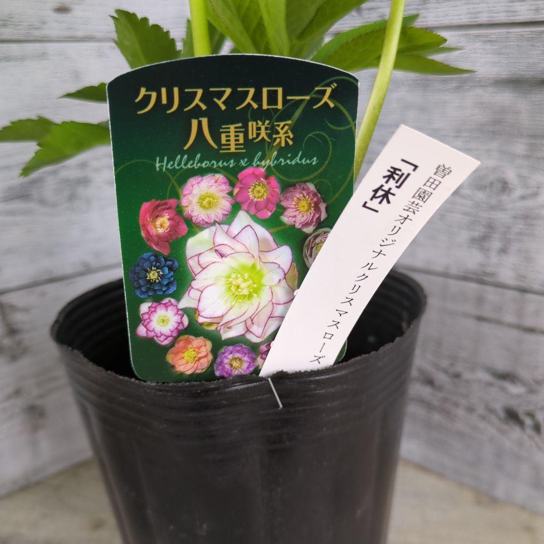 現品・ポットまま発送】超希少 花付き 曽田園芸クリスマスローズ 利休