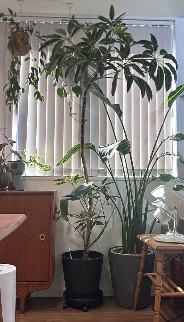 現地引き取り】【大株】観葉植物 シェフレラ ツピタンサス 鉢込み188