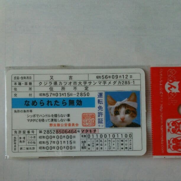 懐かしのなめ猫の免許証です。（未使用） もはや懐かしい…80年代に流行った「なめ猫」いまどうなってる？ 昔は皆