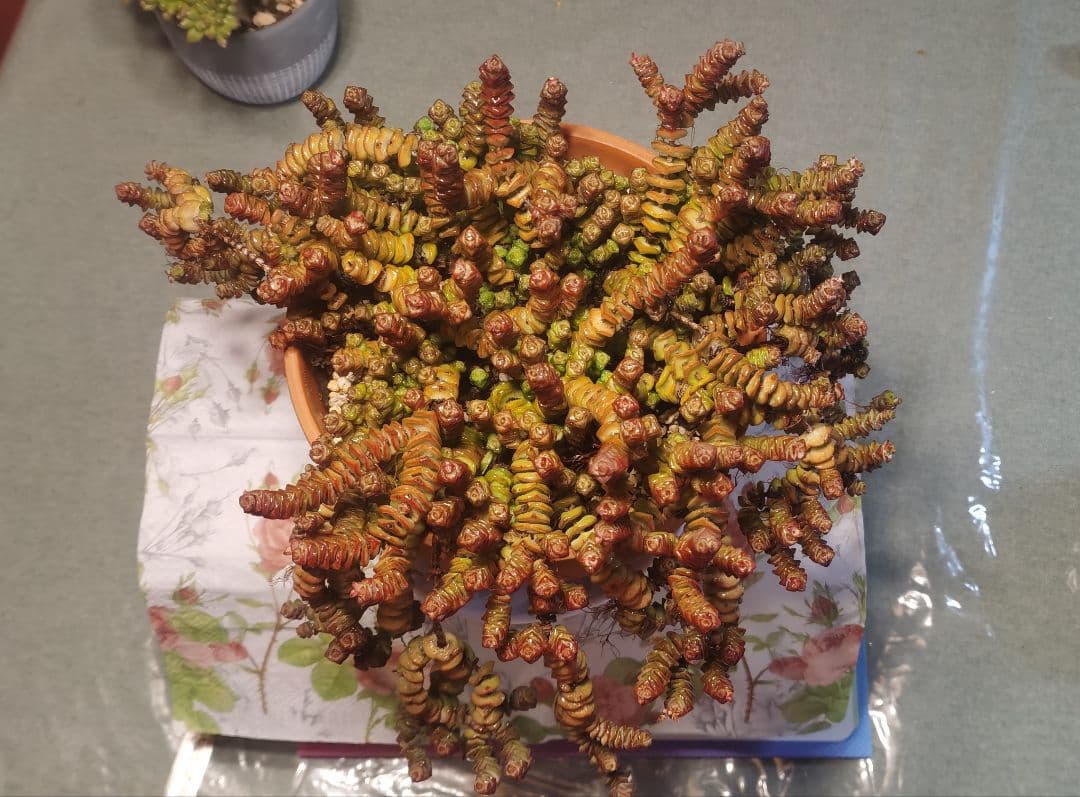 舞乙女 多肉植物 銭串 古株，大苗，大群生株 根付き発送 撮影12月