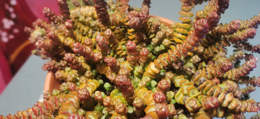 舞乙女 多肉植物 銭串 古株，大苗，大群生株 根付き発送 撮影12月