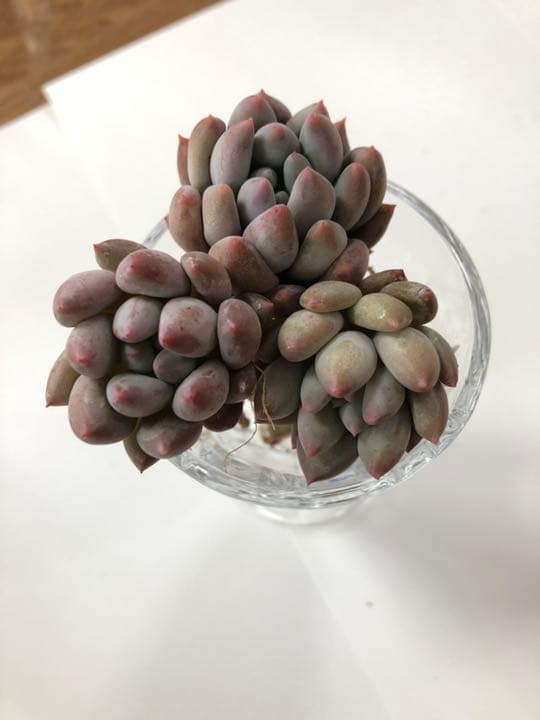 ファンジニ美人 マスカット美人 ピンク恋人多肉植物の通販