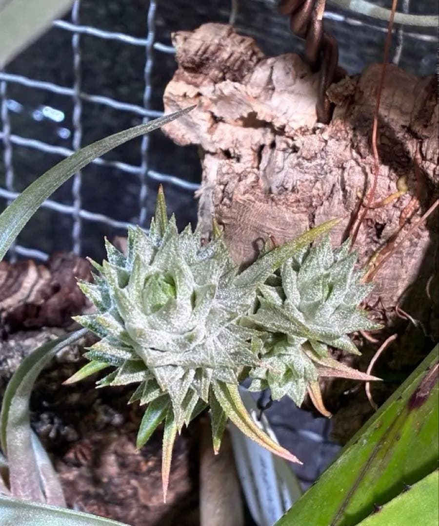 Tsht様同梱専用T. ionantha var. vanhyningii Mi Tsht様同梱専用T. ionantha var. vanhyningii Mi - メルカリ