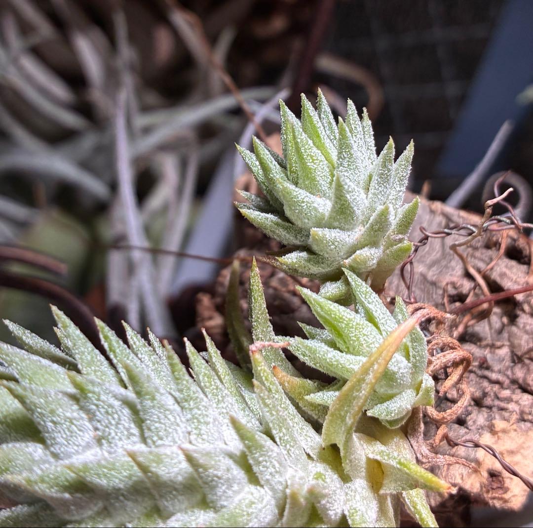 Tsht様同梱専用T. ionantha var. vanhyningii Mi - メルカリ