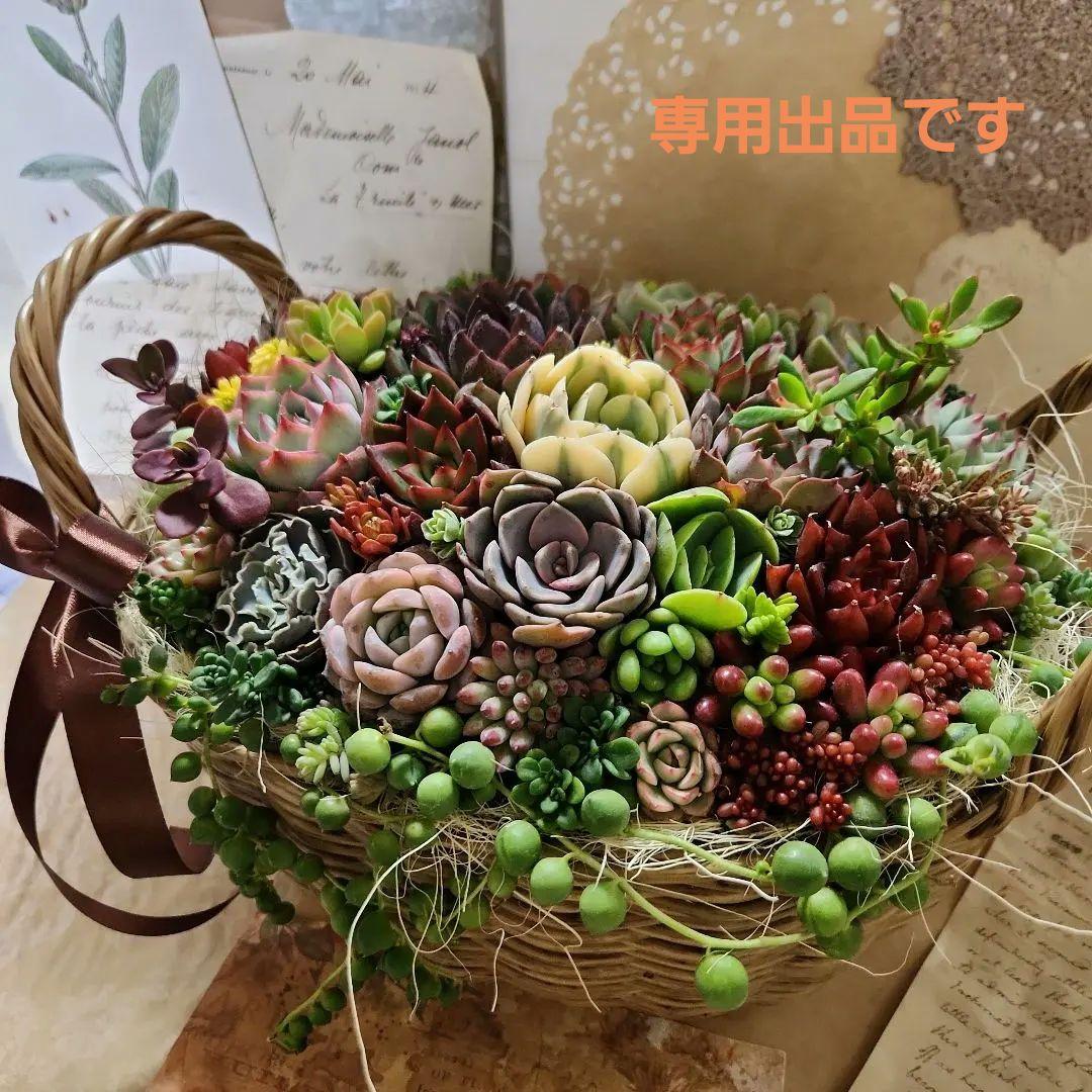 多肉植物寄せ植え そのまま飾れる 大きなバスケット♪︎ - メルカリ