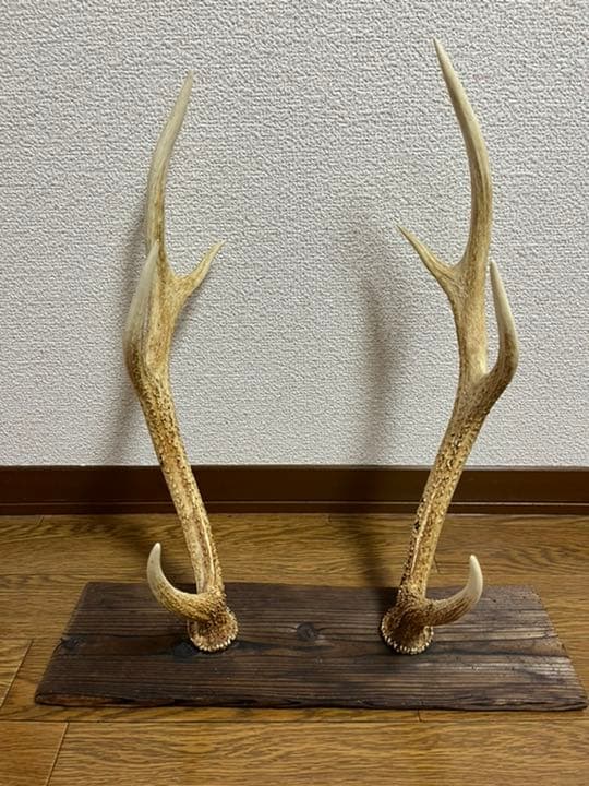 鹿の角 台座付き インテリア 置物 - メルカリ