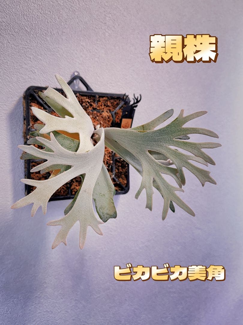 ビカクシダP. Gabriel PUP 株分子株出品 P.Gabriel (from晴花鹿苑） | naturefix