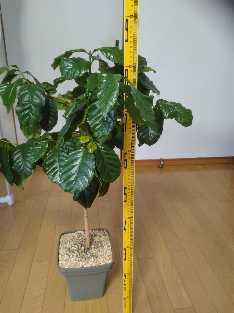 コーヒーの木 約1m 3本 コーヒーの木 4号（3本植え）白陶器鉢｜観葉02-D2 | 観葉・多肉