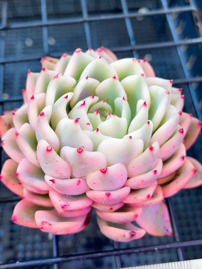 ギルバの薔薇錦 全員 ビッグサイズ 美斑多肉植物 エケベリア 写真から