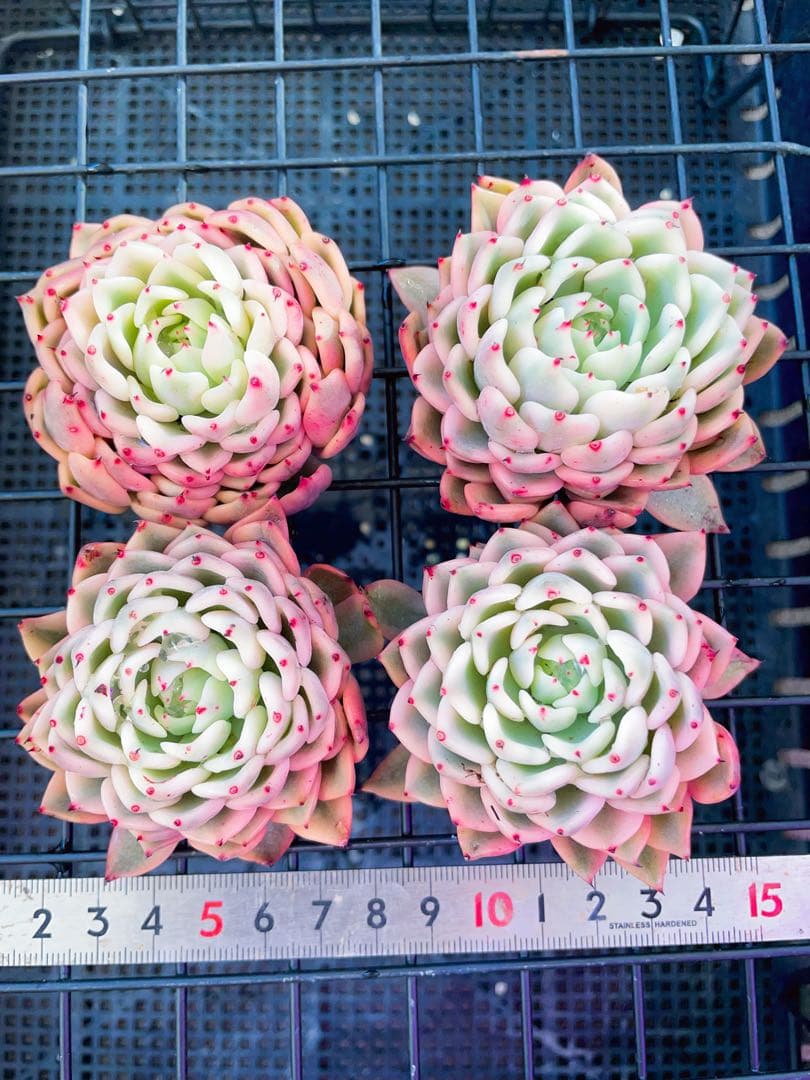 ギルバの薔薇錦 全員 ビッグサイズ 美斑多肉植物 エケベリア 写真から