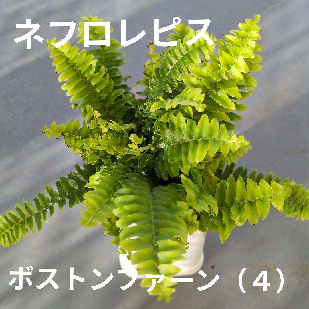 ネフロレピス・ボストンファーン（4） - メルカリ
