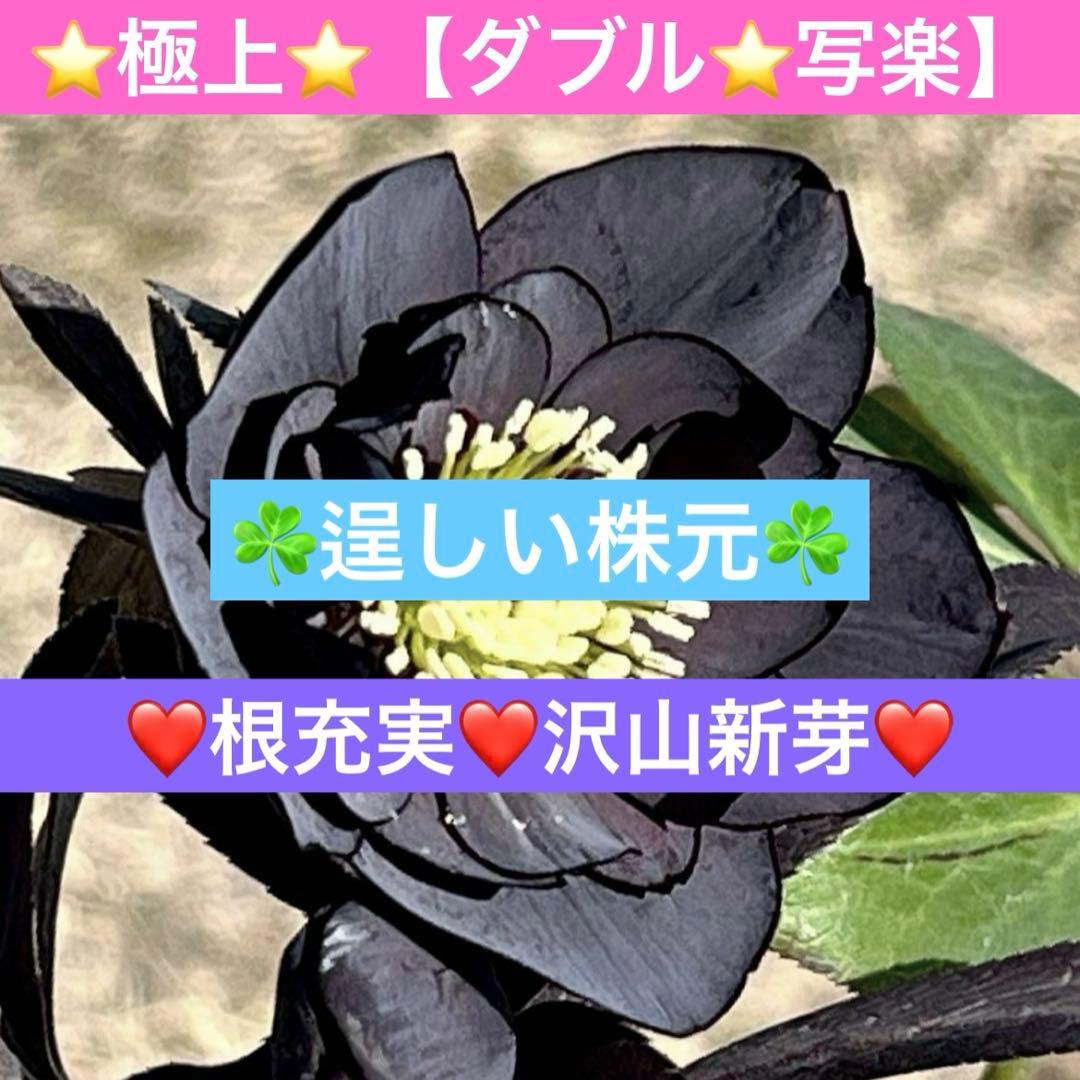 バ*カ様 ☘️逞しい株元☘️根充実❤️沢山新芽❤️3203⭐️極上⭐️【ダブル⭐ やっぱ 最高よね。 家族。 またやります。 #THE3名様 #もう家族