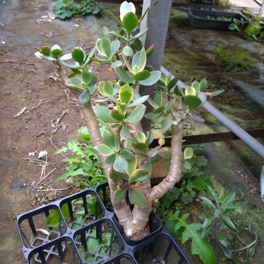 多肉植物　金のなる木　黄金姫花月？　かなり超特大苗　抜き苗　古株年代物 多肉植物 金のなる木 黄金姫花月？ かなり超特大苗 抜き苗 古株年代物