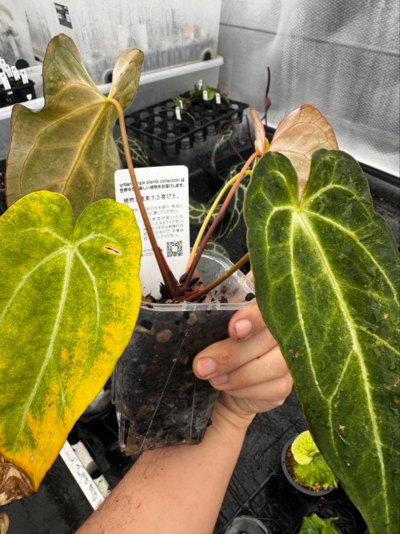 【HS】アンスリウム　pumpkin spice 🎃Anthurium 'Pumpkin Spice' 🎃 #aroid #Anthurium #Anthuriums