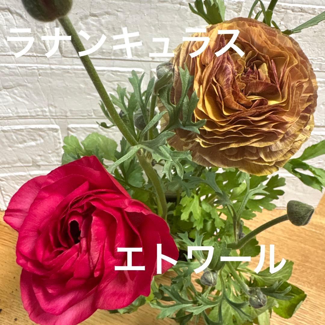 現品】Eレア♡ラナンキュラス♡エトワール♡花苗うえた♡3.5号