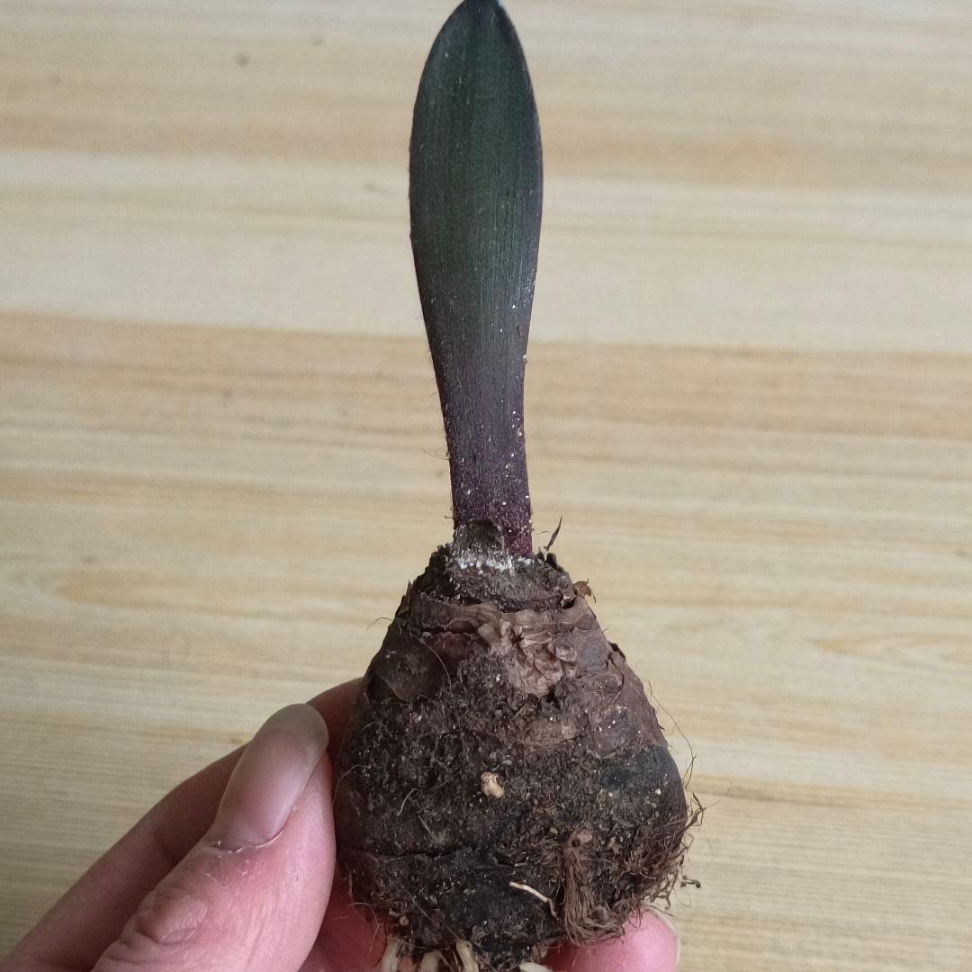 435 ハエマンサスノルティエリ Haemanthus nortieri特選大株 - メルカリ