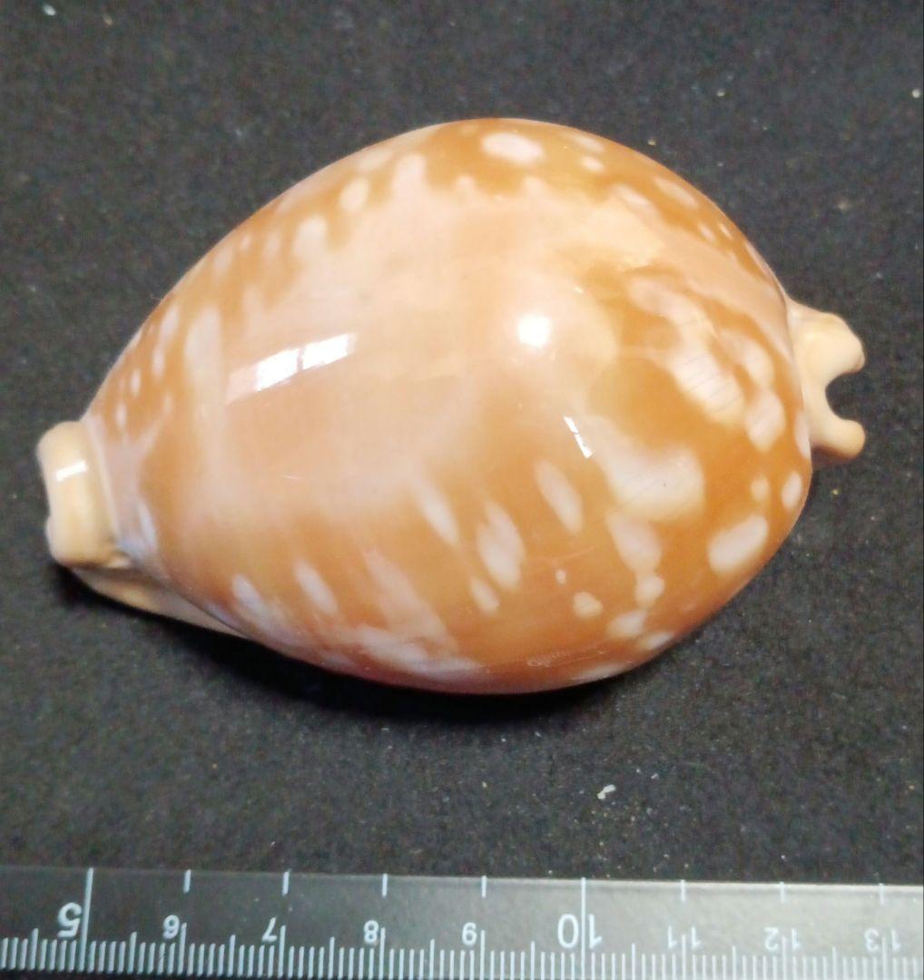 貝殻標本 オウサマダカラガイ - メルカリ
