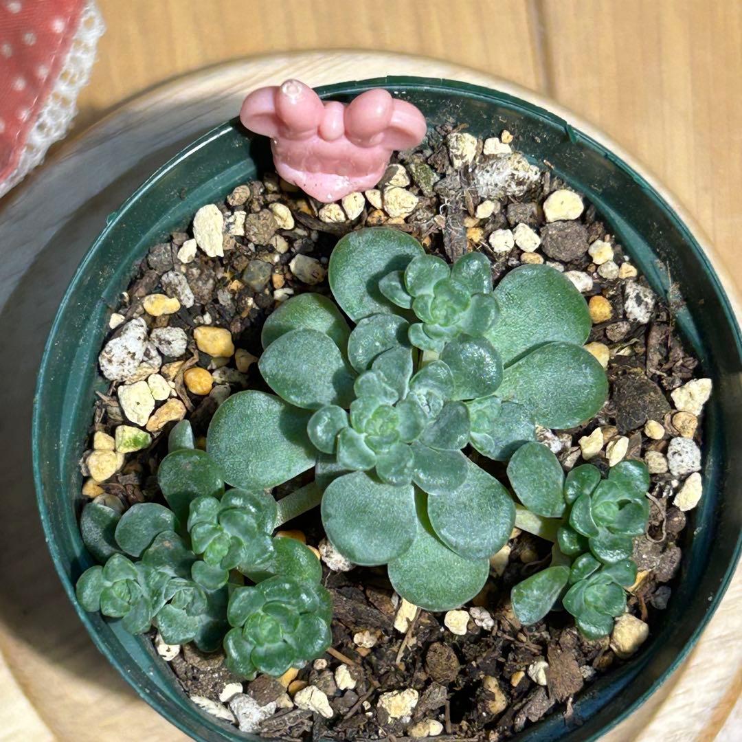 多肉植物 白雪ミセバヤ 抜き苗 根付き ピンクミニー - メルカリ