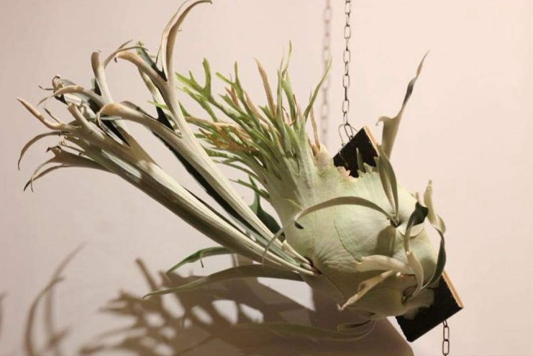 P.veitchii 'Auburn River' 子株販売 ② ビカクシダ - メルカリ