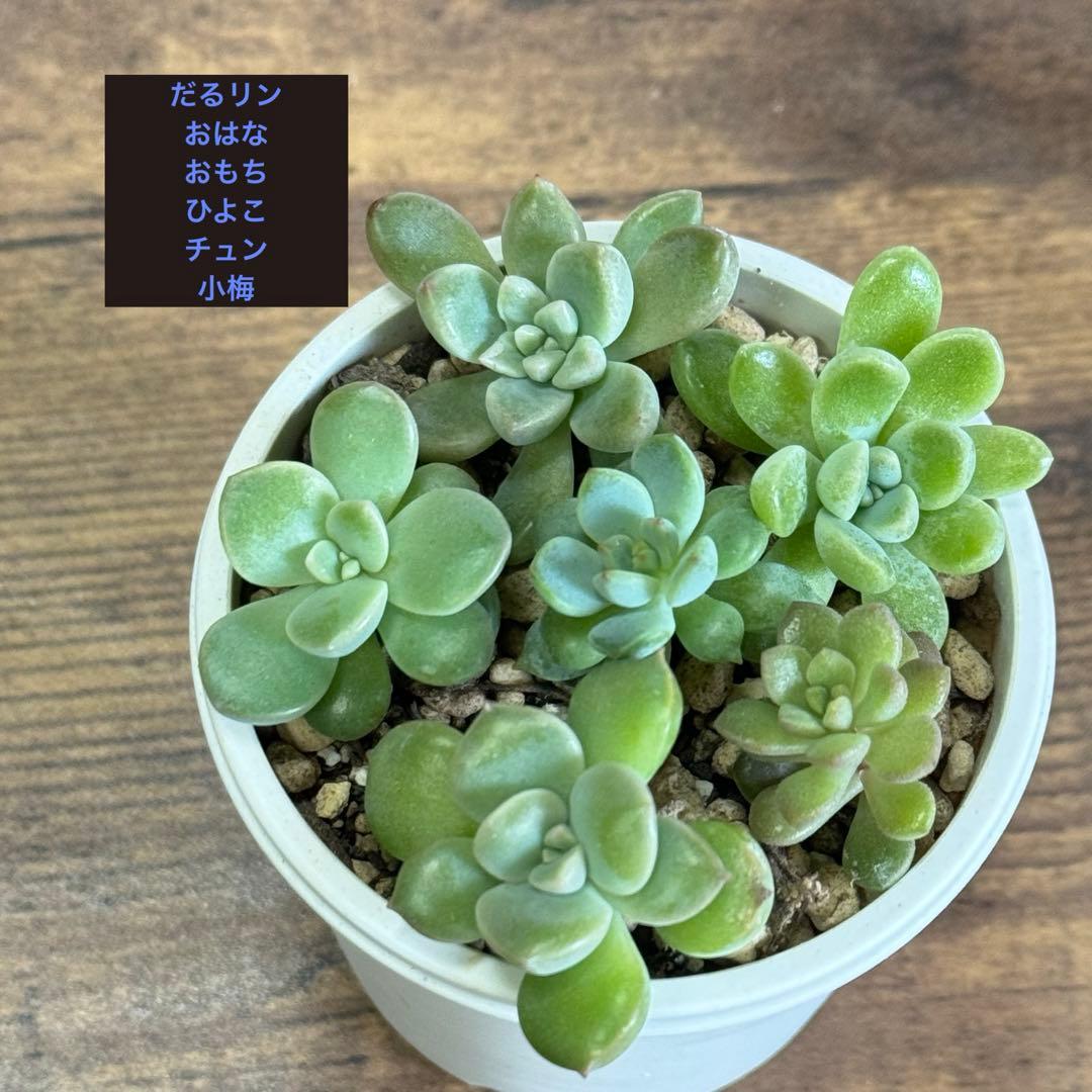 カット苗】つぶつぶ屋6種 多肉植物 ひよこ チュン 6㌢ポット - メルカリ